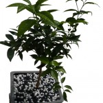Bille de Jardin