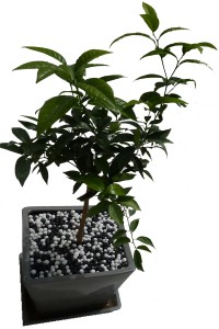 Plante